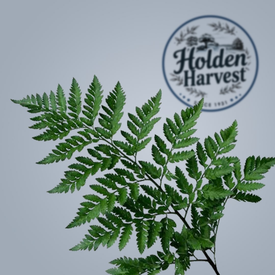 Leather Leaf3